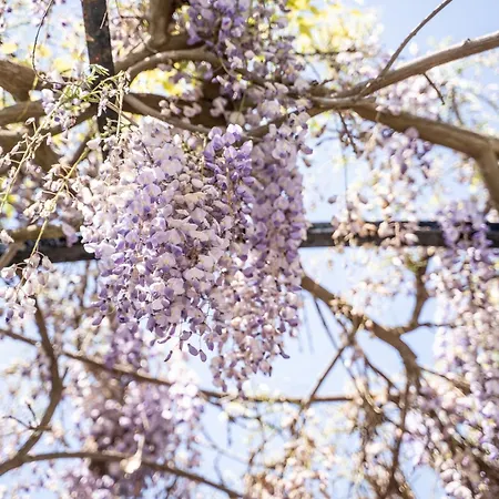 Trullo Leone 度假居 *